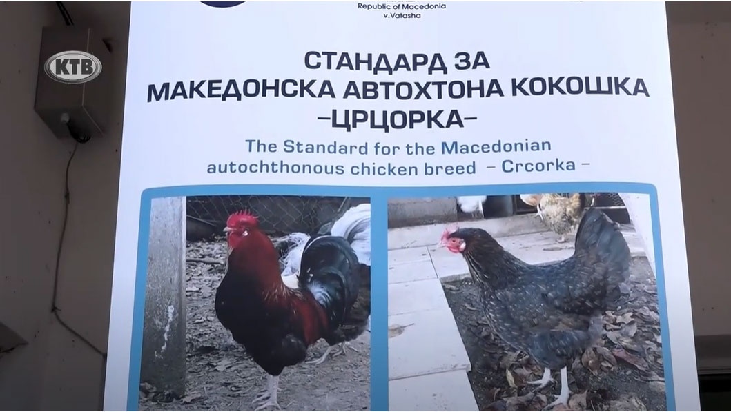 Промоција на автохтона македонска кокошка (видео)